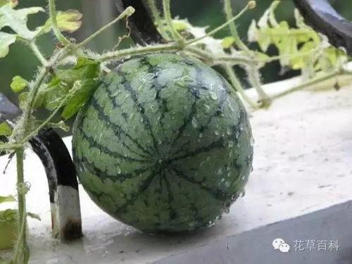 吃瓜娱乐间溜溜梅,溜溜梅带你品味酸甜人生